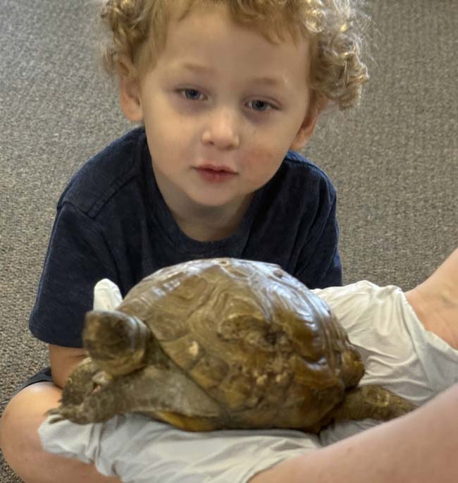 kid exploring a turtle